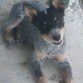 su nombre es venezia es una blue heeler..